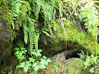 Parco_Cosentini - 20110417 048.jpg